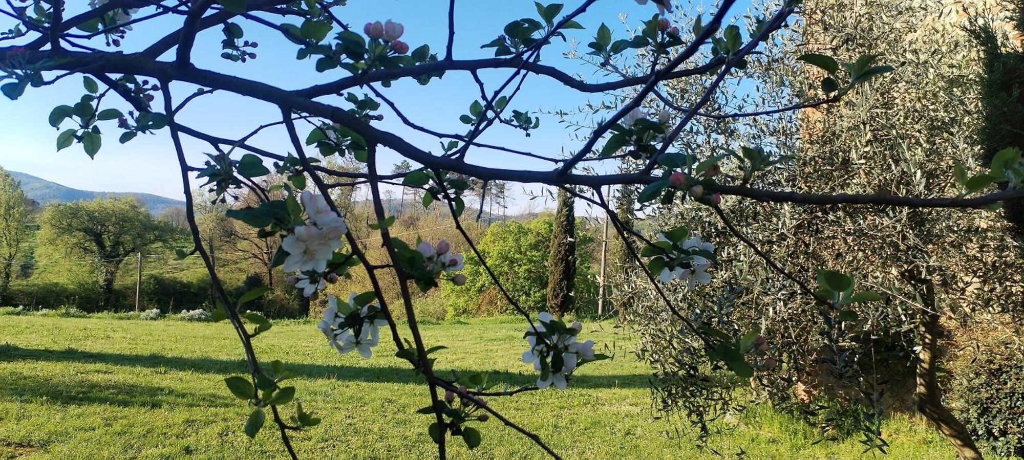 I Salici Agriturismo Badia Agnano エクステリア 写真