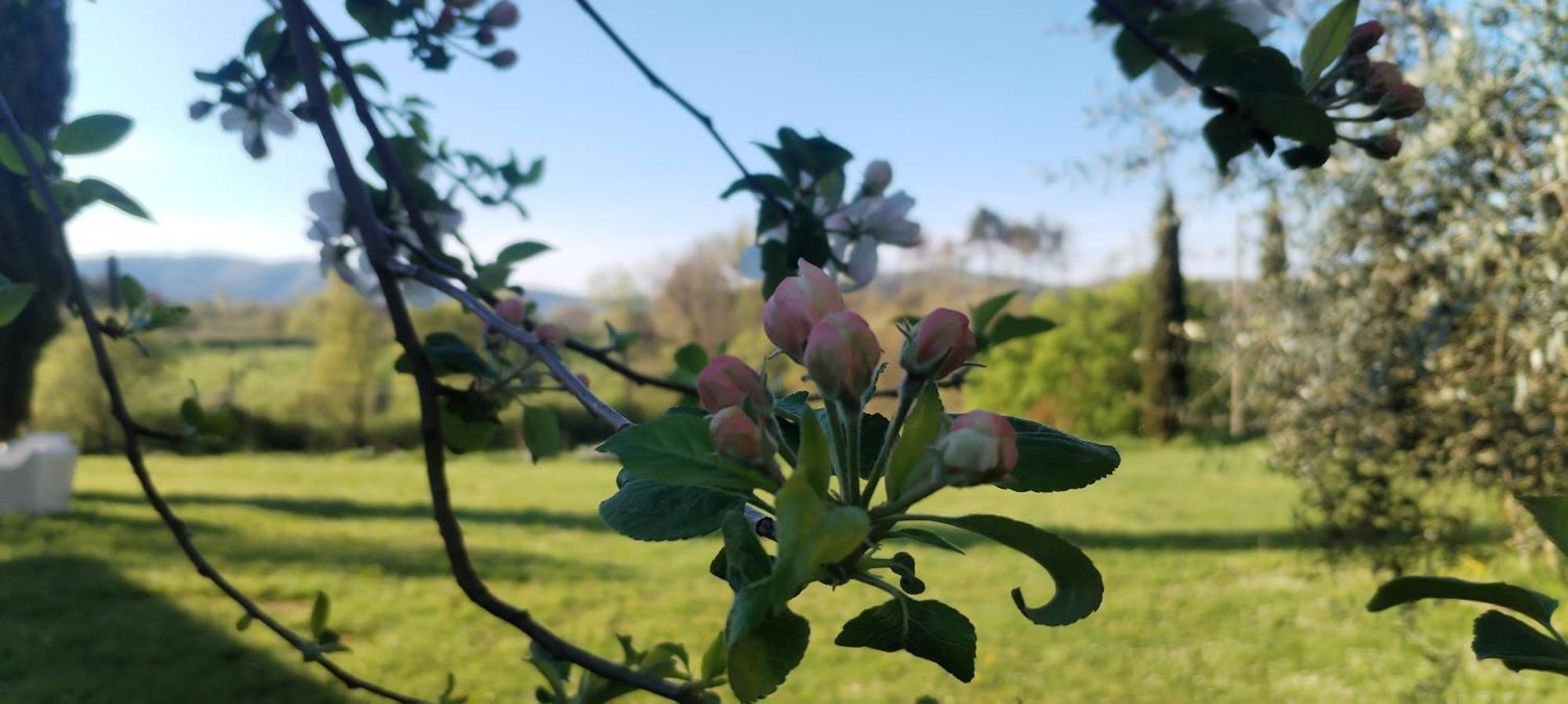 I Salici Agriturismo Badia Agnano エクステリア 写真