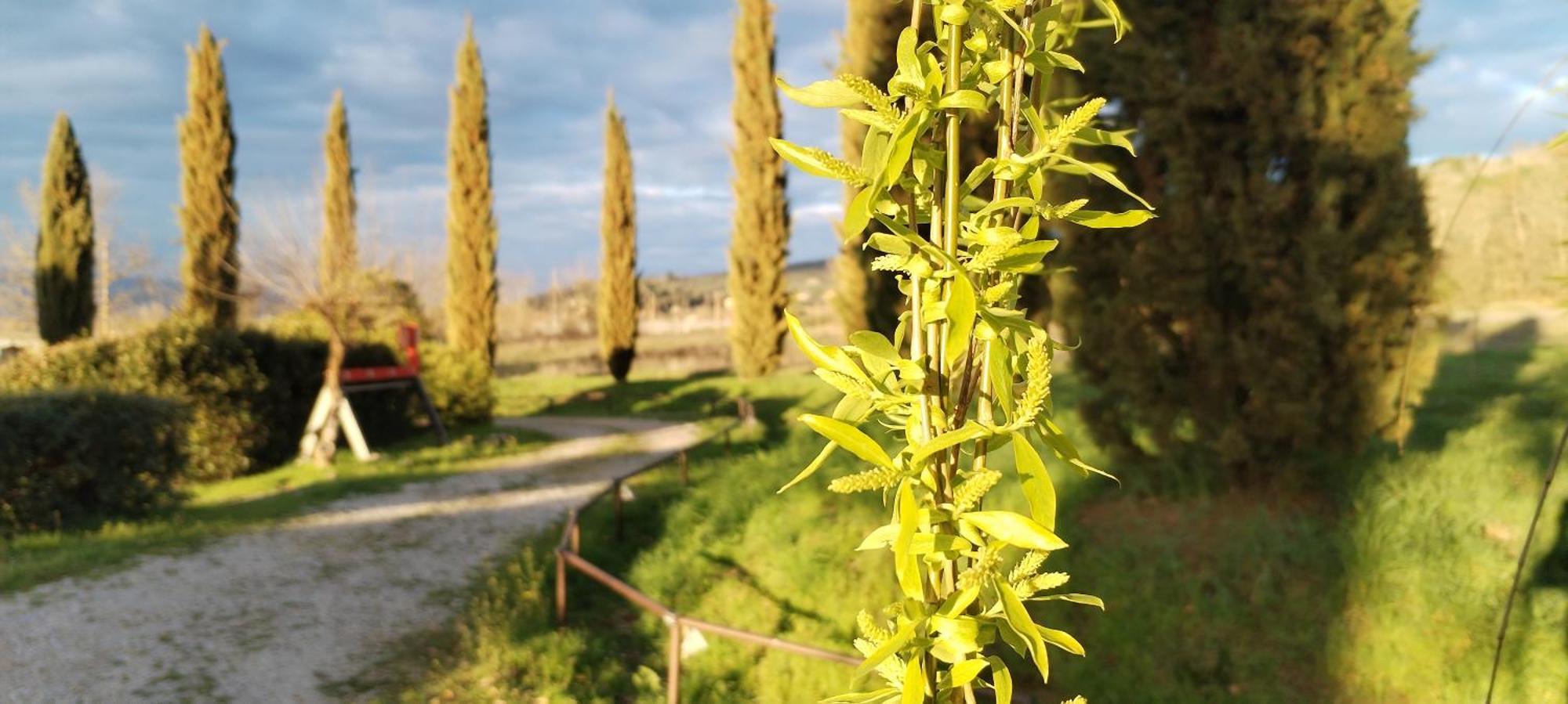 I Salici Agriturismo Badia Agnano エクステリア 写真